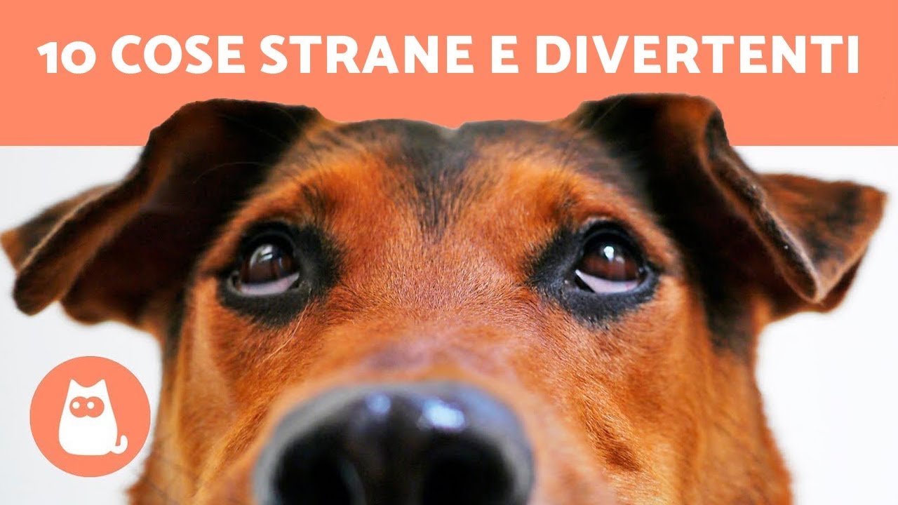 10 Cose Strane E Divertenti Che Fanno I Cani Curiosita Sui Cani Youtube