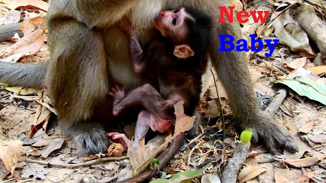 foundry Congratulation Lela Gives Birth This morning/Cute New Baby But Weak