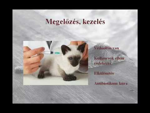 Videó: Hogyan Készítsünk Bogyós Macskákat