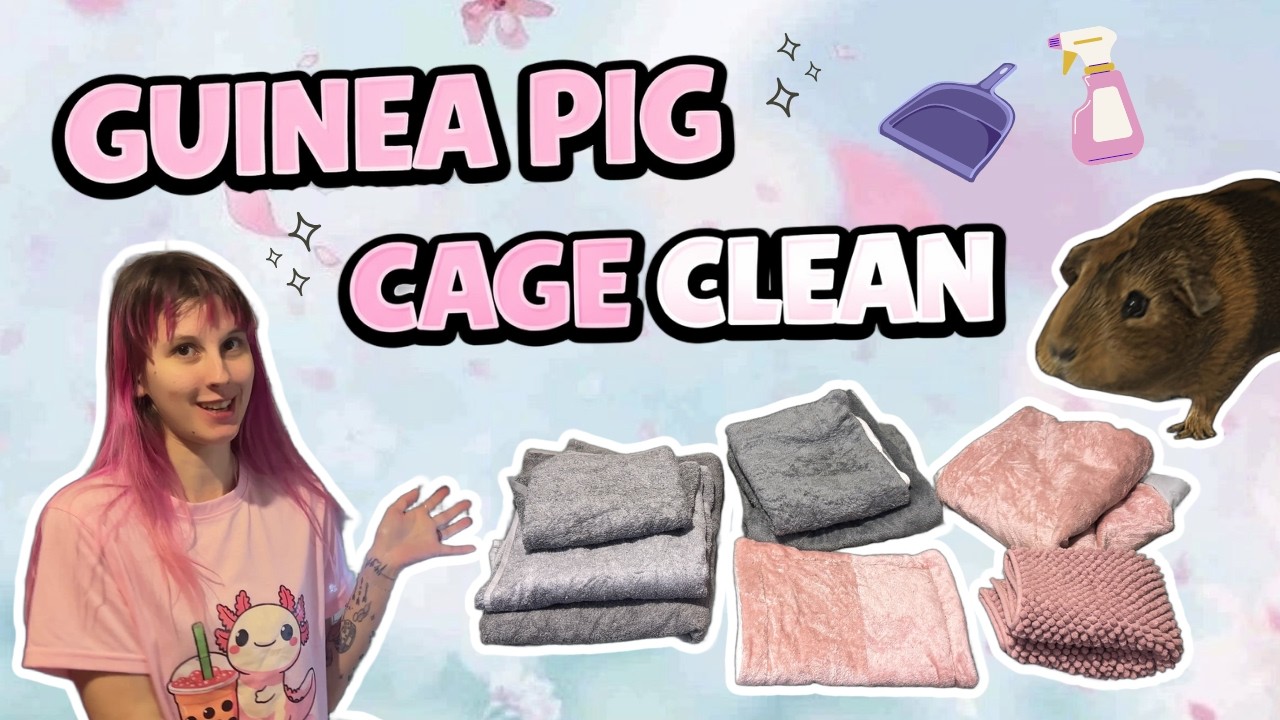 DISASTER to DREAM CAGE: Guinea Pig Cage Clean! 💛🐹✨
