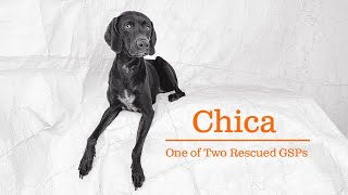 WE GOT HER! Meet Chica, the Rescued Cute German Shorthaired Pointer!