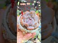 가을비는내리고 #다육식물 #succulent #타이핑#먼로 #유미유미 tv#식집사
