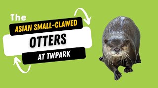 Discover the Asian-Small Clawed Otters at this zoo in Kansas