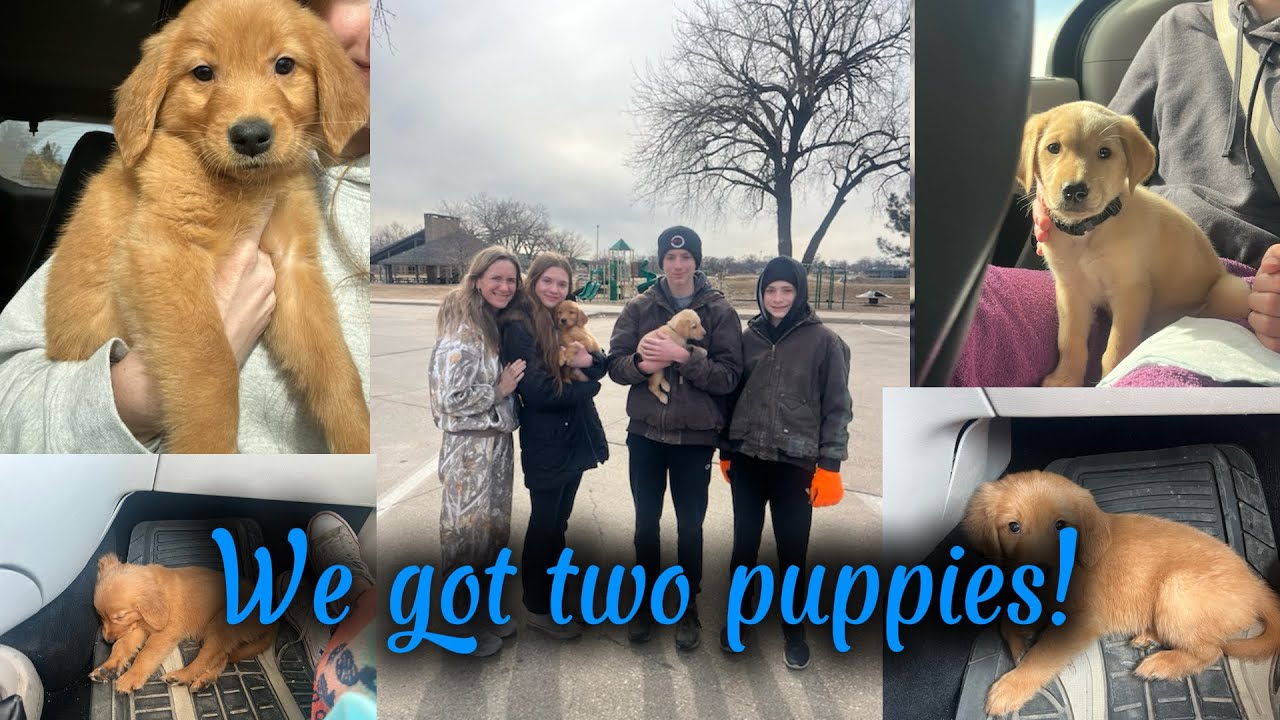 We got two puppies!!                                       #fyp#viral#blowup#puppies#fup 