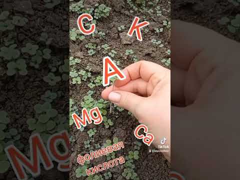как посеять горчицу? и зачем?