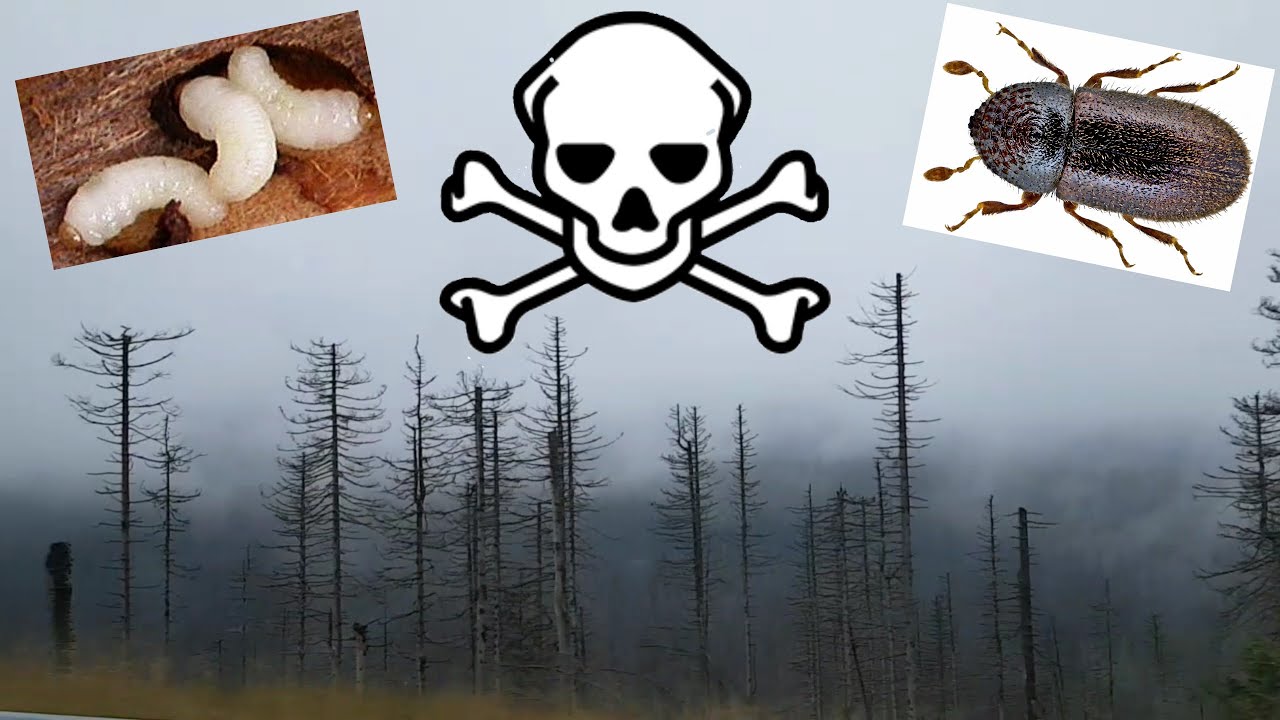 Das Waldsterben im Nationalpark Harz - Auf dem Weg von Torfhaus nach Braunlage #Borkenkäfer ...
