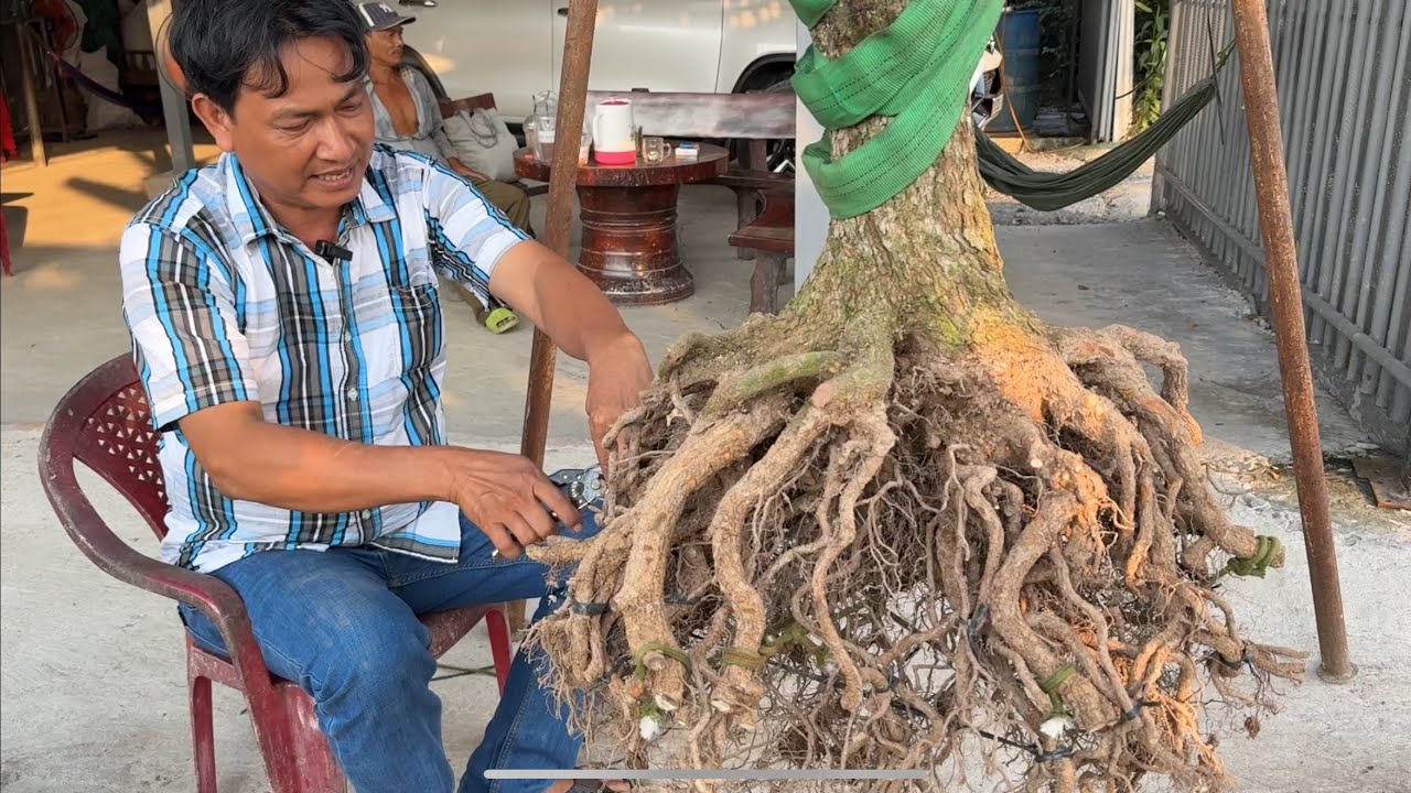 Phá bầu trồng 12 phôi tứ qúy trúng bộ đế củ đặc cực víp 13/11/2025