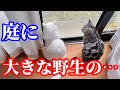 俊敏な動きをする野生動物に気を付けてください