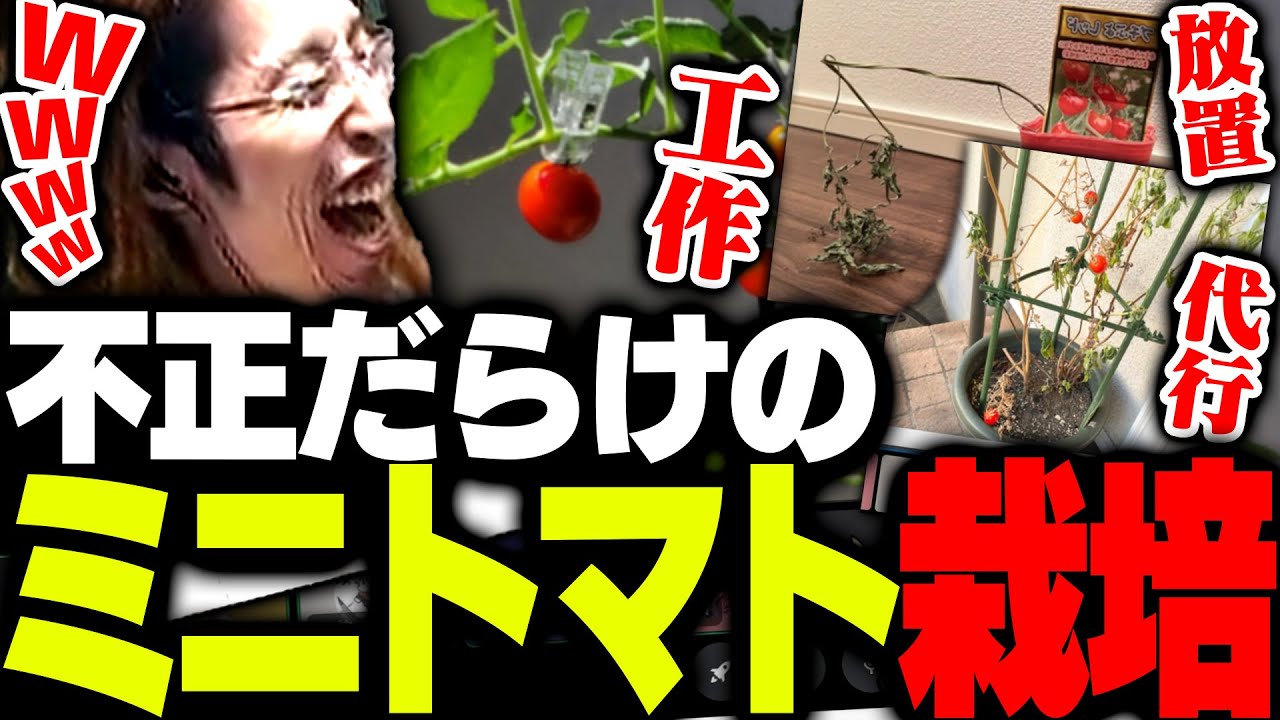 夏休みThe k4sen「不正だらけのミニトマト栽培」がこちら