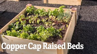 COPPER CAP RAISED BEDS