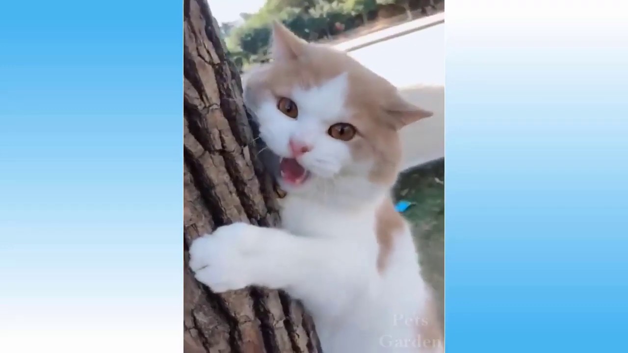 Cute And Funny Animals #2 - YouTube