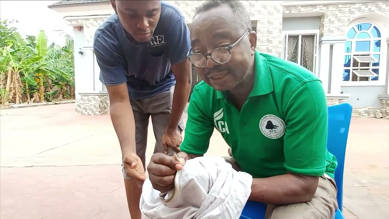 Can a Snake Bite Without Opening Its Mouth? Prof. Edem Eniang Explains!