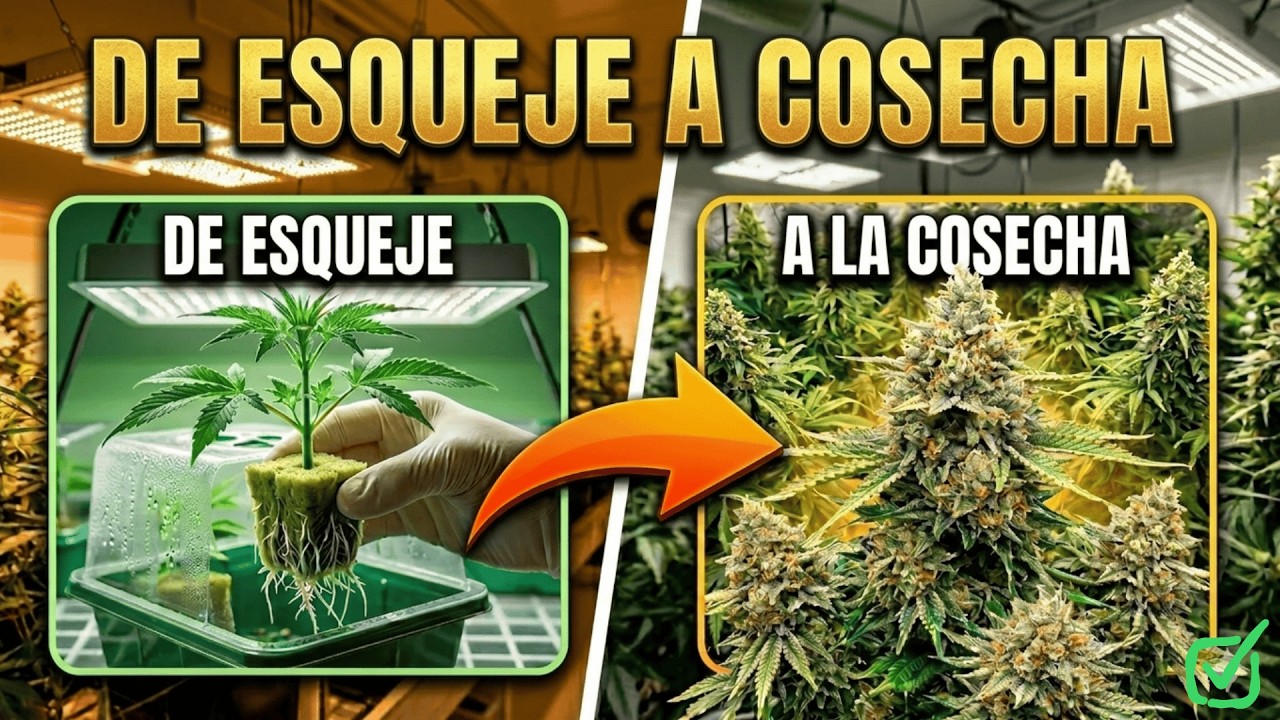DE ESQUEJE A COSECHA - RESUMEN COMPLETO DEL CULTIVO