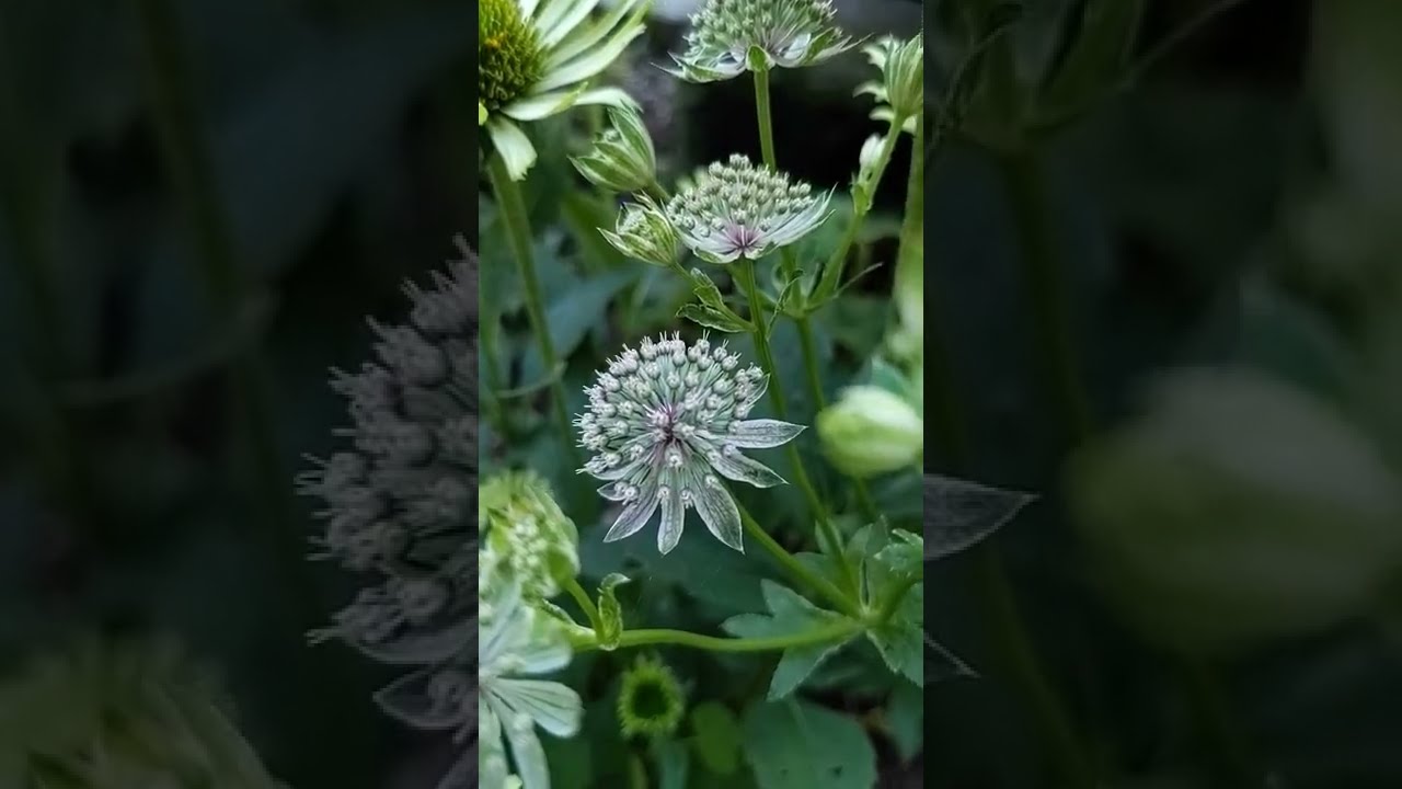 エキナセアグリーンジュエル アストランティアフローレンス Shorts 宿根草 Echinacea Purpurea Green Jewel Astrantia Major Florence Youtube