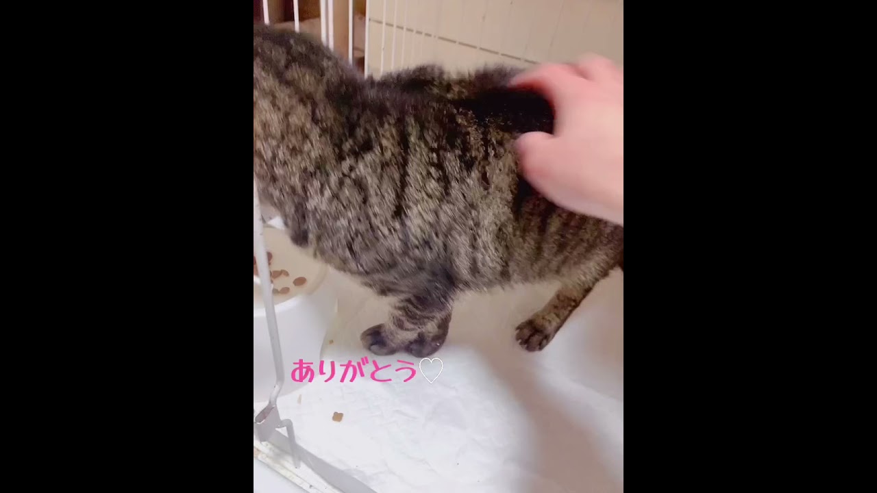 馬尾 症候群 猫