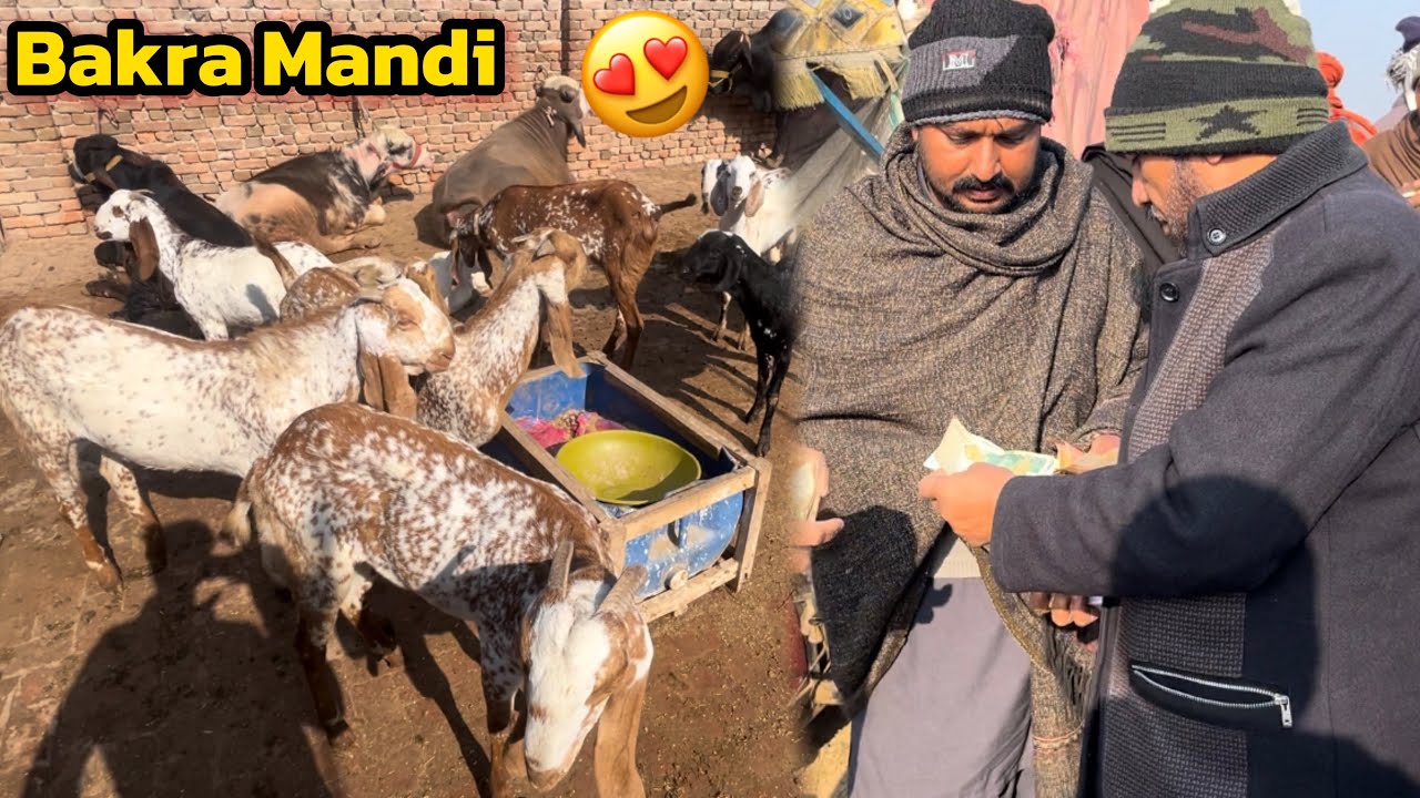 Bakra Mandi Se Itnay Zyada Bakray Le Aaye😍