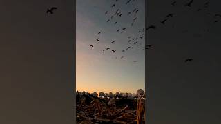 One More Pass - Snow Goose Hunting #snowgoosehunting #goosehunt