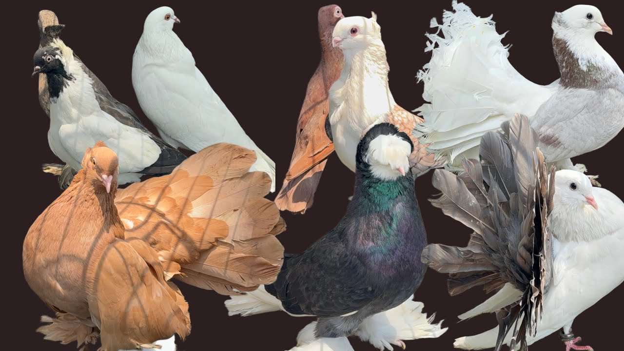 Zohel’s Pigeon Loft Fancy Kabootar | Trumpeters, Hungarian, Fantail, Satinet, Nun, Short Face