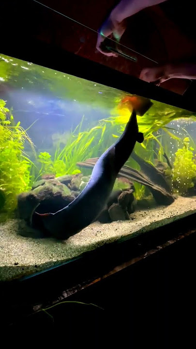 10000 JUMBO Bloodworms For Homer The FIRE EEL! 🔥