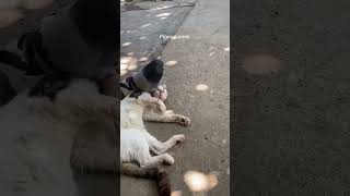 Funny Pigeon Core 🐦😂 Chaos in the City!