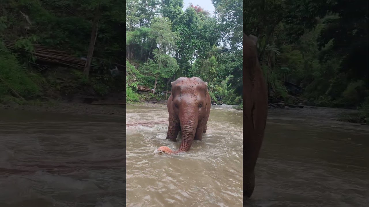 แม่สักทองกับแม่คำน้อยเล่นน้ำ Elephants taking a bath #elephant #ช้าง
