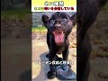 何故ネコは匂いを嗅ぐと「変顔」をするのか？