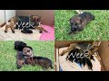 German shepherd puppies growing up (Day 1 until the age of 4 weeks)