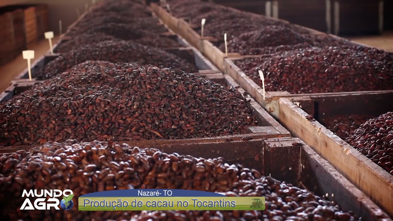 Mundo Agro #06 - Plantação de cacau no Bico do Papagaio, norte do Tocantins