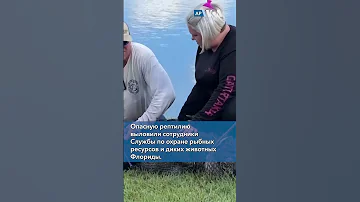 Нападение аллигатора