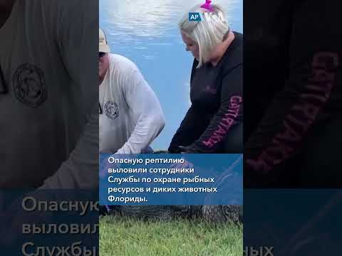 Video: Аллигатор отоосун аныктоо жана көзөмөлдөө: көлмөлөрдө аллигатор отоосун жок кылуу боюнча кеңештер