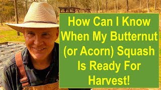 How Can I Know When My Butternut (or Acorn) Squash is Ready to Harvest