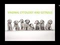 Canine Estrous Cycle (Veterinary Technician Education)