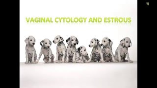 Canine Estrous Cycle (Veterinary Technician Education)