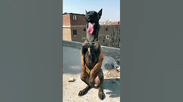 تعليم امر التحيه لكلبه ملينو 