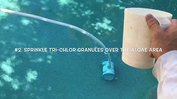 Black Algae and How To Get Rid Of It