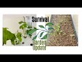 Survival Garden Update