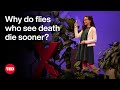 The Science Of Lifespan And The Impact Of Your Five Senses Christi Gendron TED 