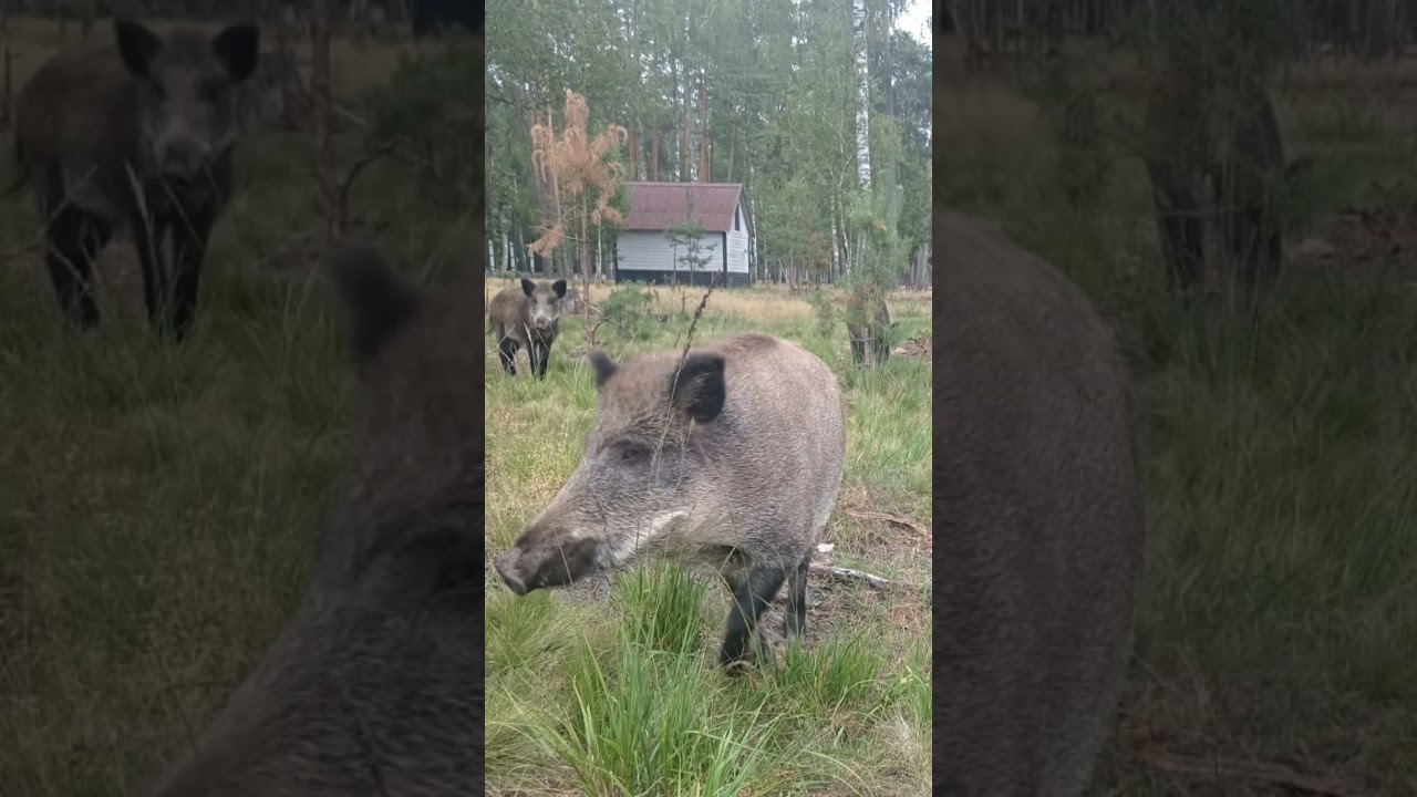 Беловежская пуща🤗🏕 