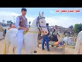 Aminpur bangla horse mandi faisalabad 2024  desi pakistani horse