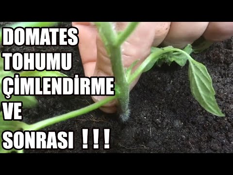 Video: Tohumdan Domates Yetiştirme: Domates Tohumu Nasıl Ekilir