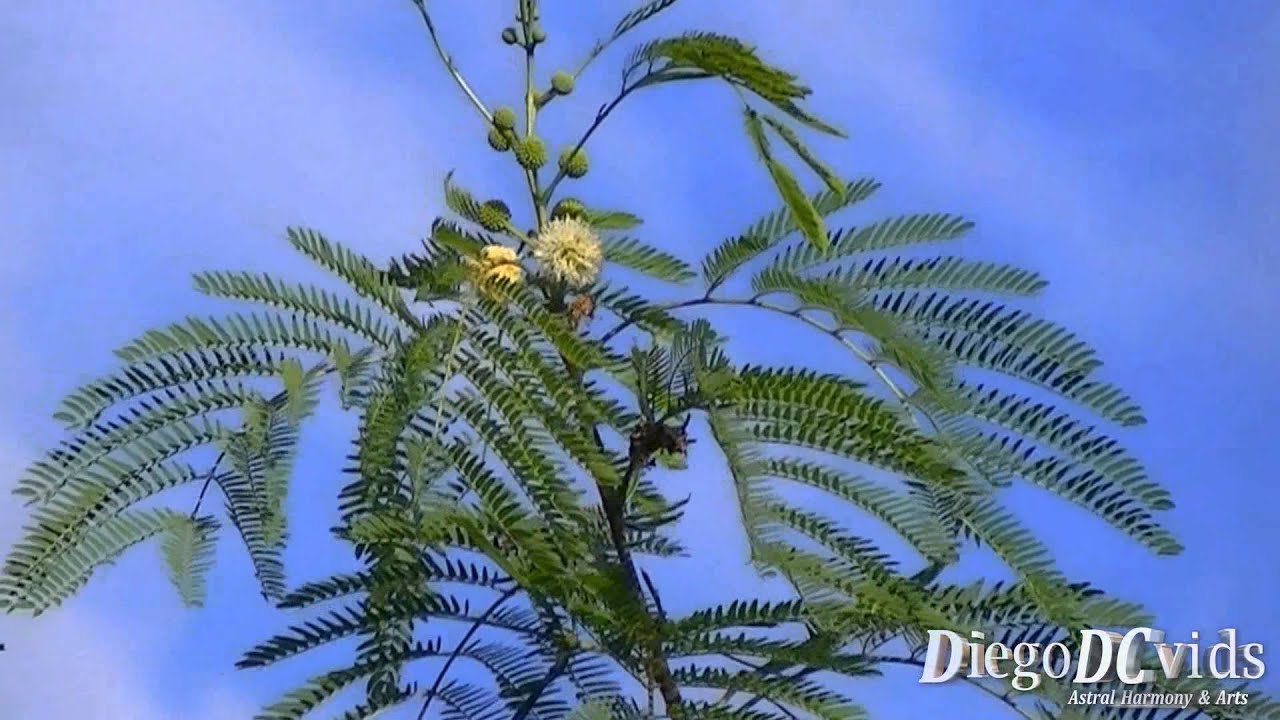 LEUCAENA LEUCOCEPHALA TAXONOMIA PDF LEUCAENA LEUCOCEPHALA TAXONOMIA PDF