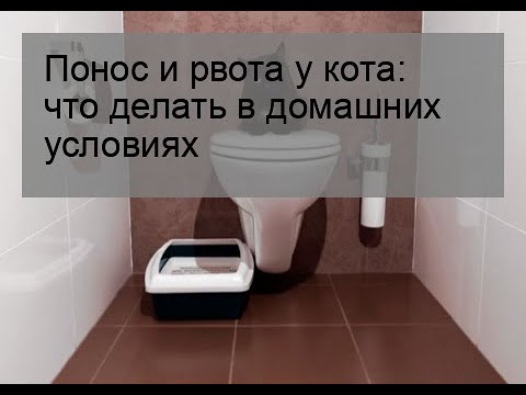 Понос и рвота у кота: что делать в домашних условиях