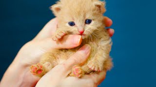 Bottle Feeding Kittens / Bottle Feed Baby Kittens