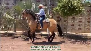 Centenario del Kiko III de la Yeguada Herrera
