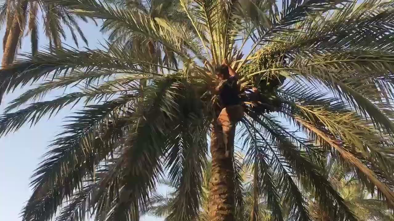 #شخصيات من مندلي..شوفو طيبه ورقي اهل اولايتي ..@الجميع