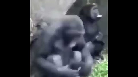 Random Chimp event, Ape "TIME"