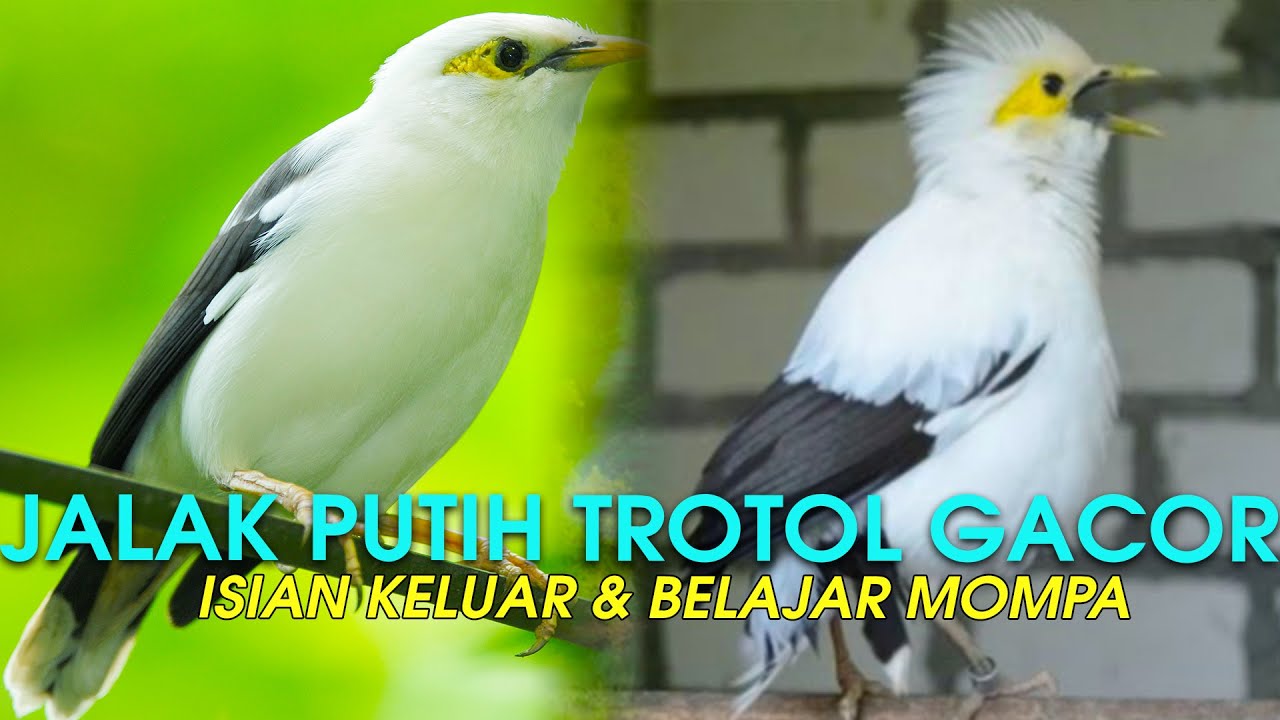 JALAK PUTIH MACET, PANCING PAKE INI! JALAK PUTIH GACOR KELUARKAN ISIAN