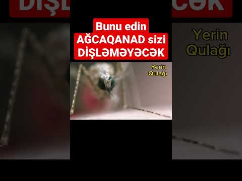 Video: Ağcaqanad qan qrupuna görə dişləyir?