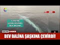 Dev balina şaşkına çevirdi!