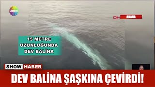 Dev balina şaşkına çevirdi!